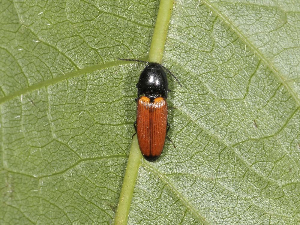 Ampedus glycereus (ex A. elongatulus)